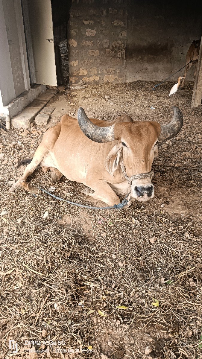 ગાય વેચવાની છે