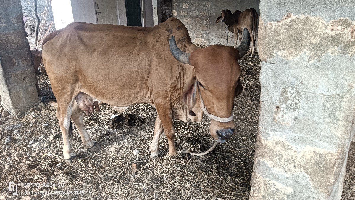 ગાય વેચવાની છે