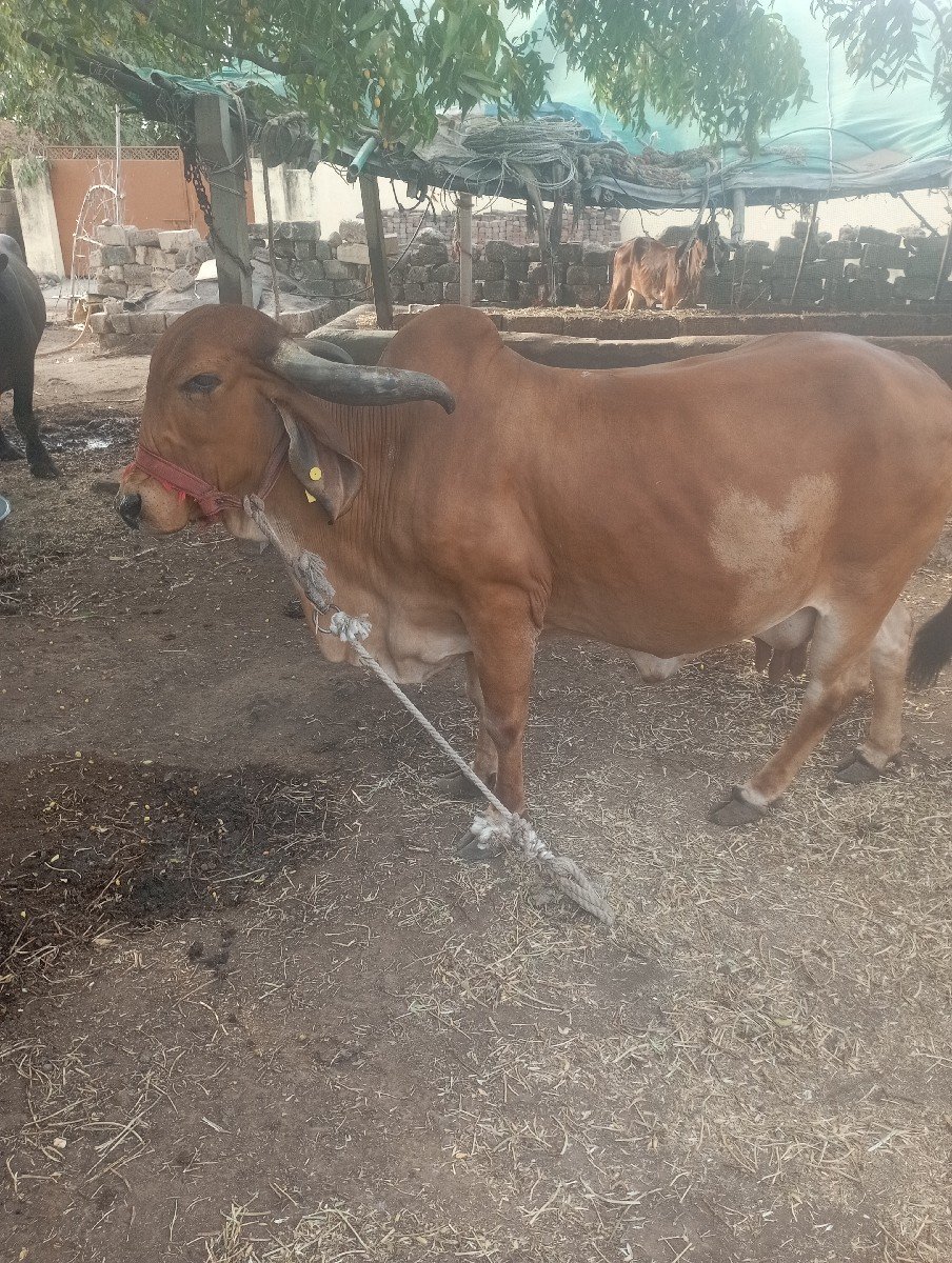 ગાય વેચવાની છે