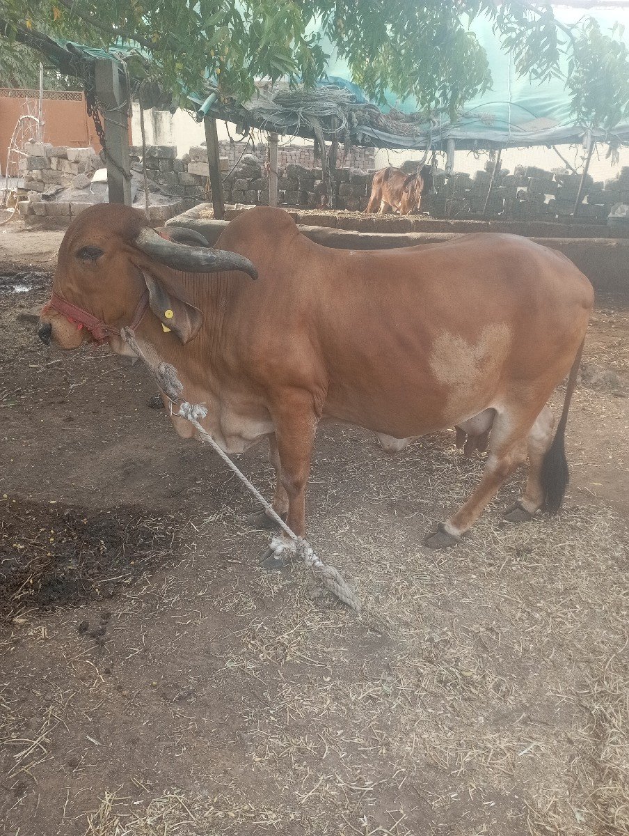 ગાય વેચવાની છે