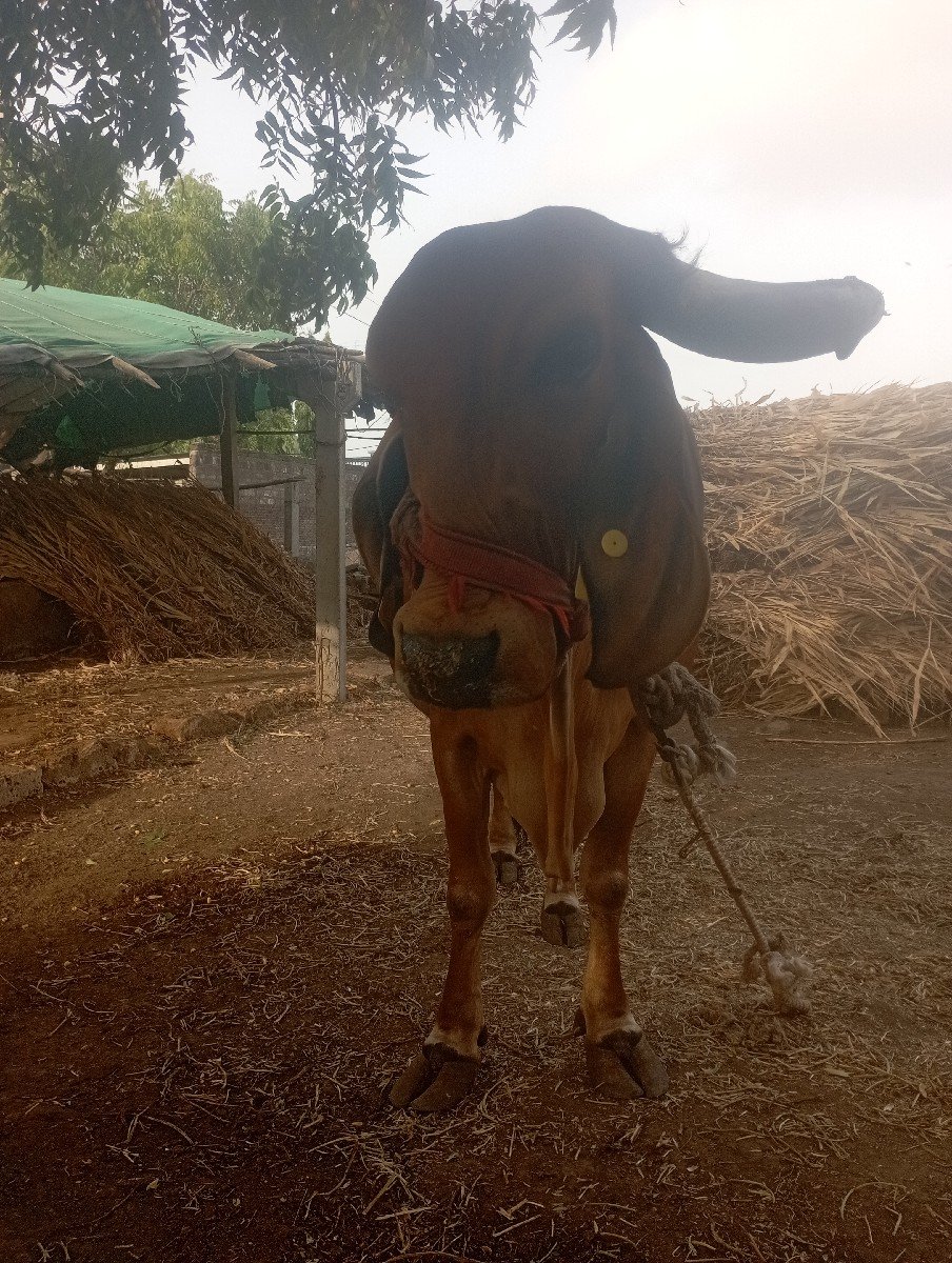 ગાય વેચવાની છે