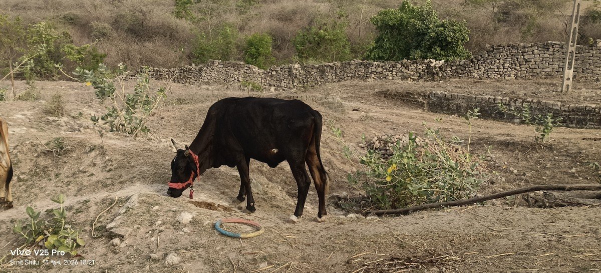 વાશરીયો