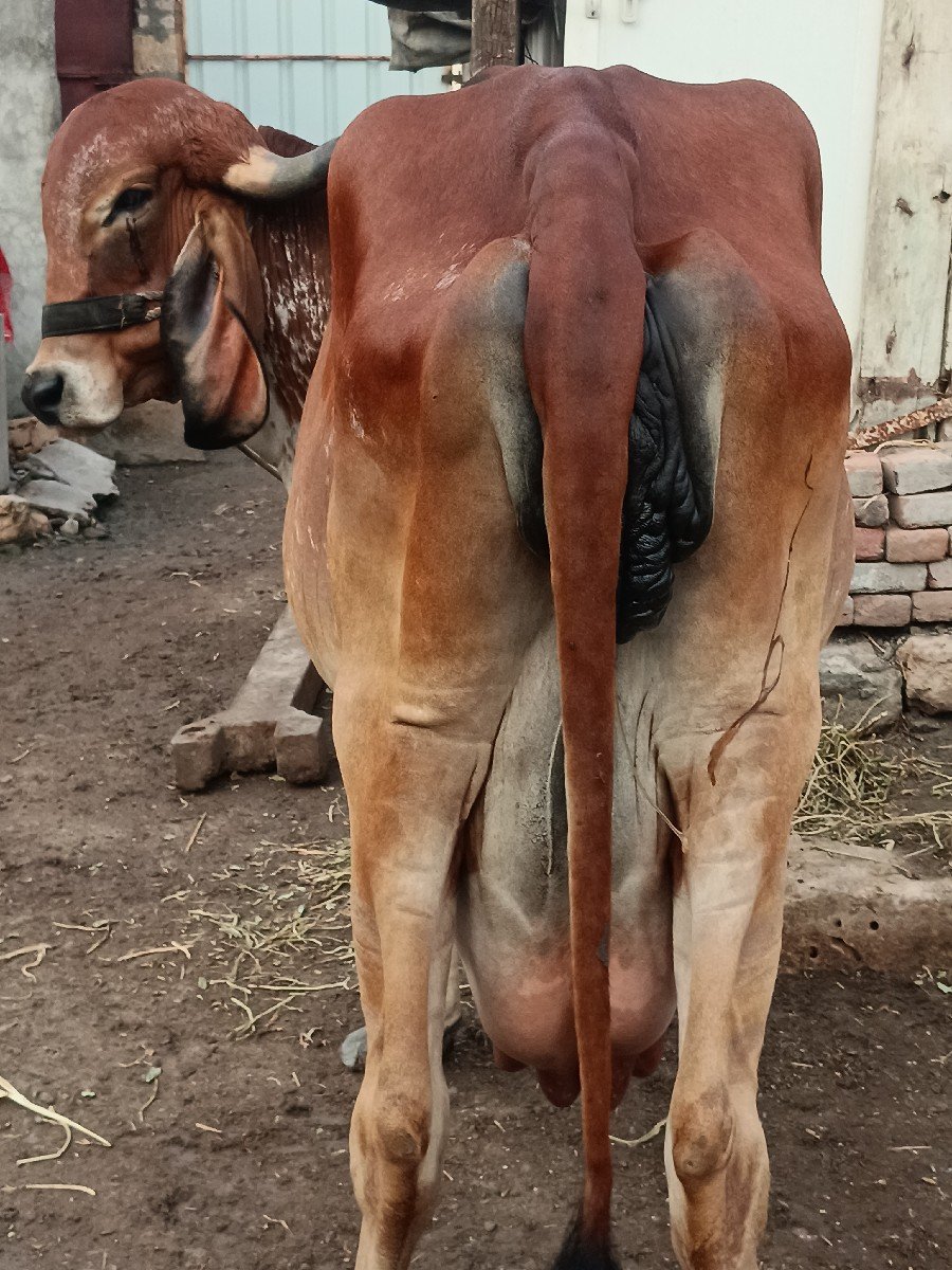 ગાય વેચવાની છે