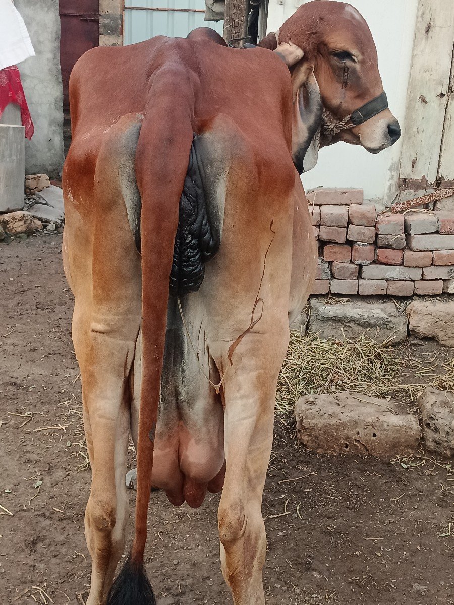 ગાય વેચવાની છે