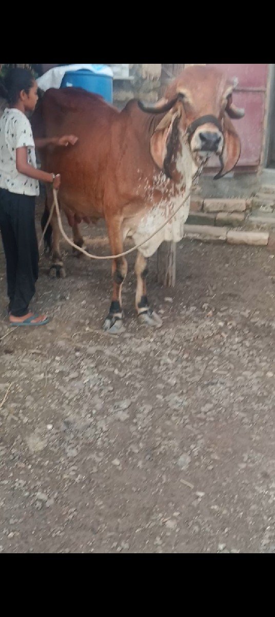 ગાય વેચવાની છે