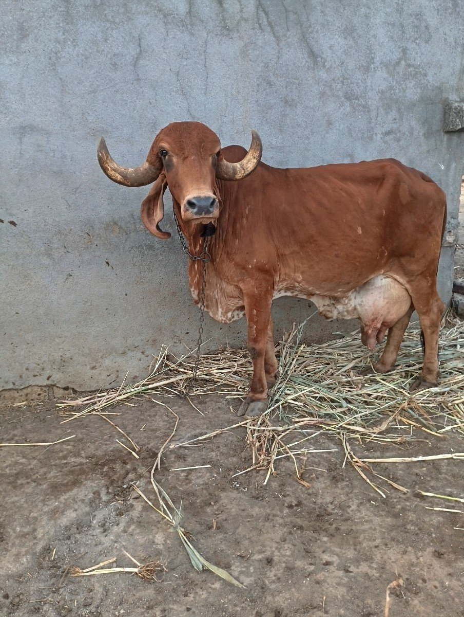 ગાય વેચવાની છે ગાય વેચવાની છે ક