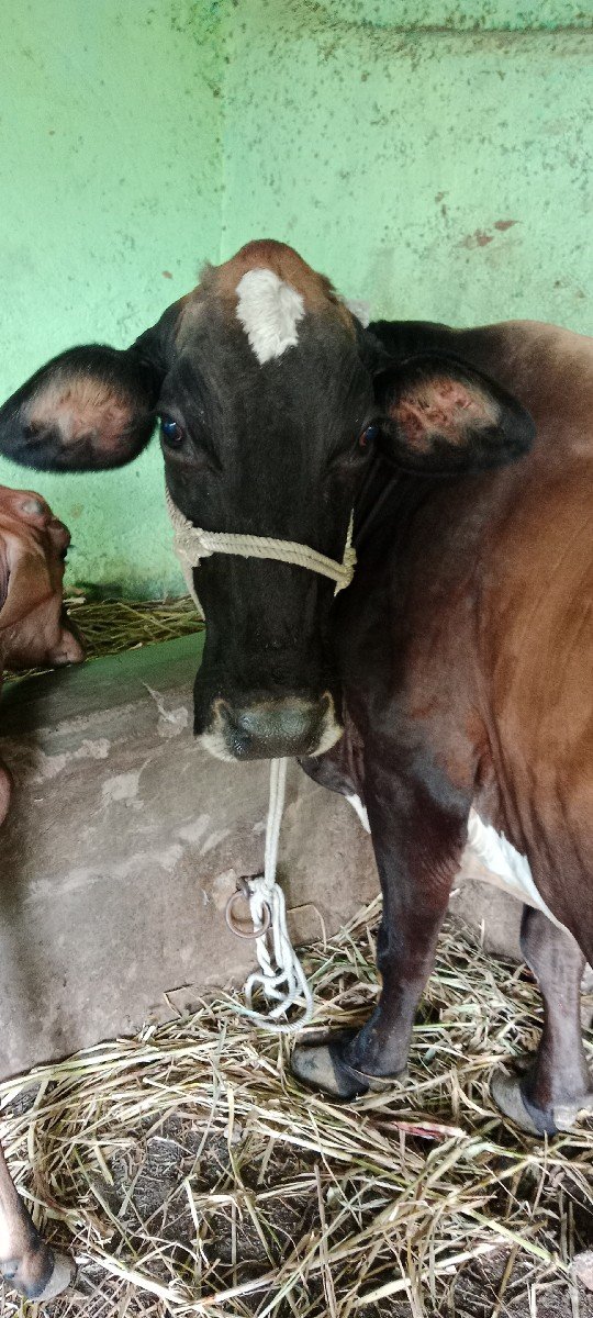 ગાય વેચવાની છે