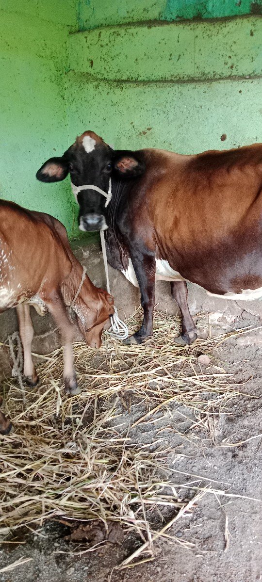 ગાય વેચવાની છે