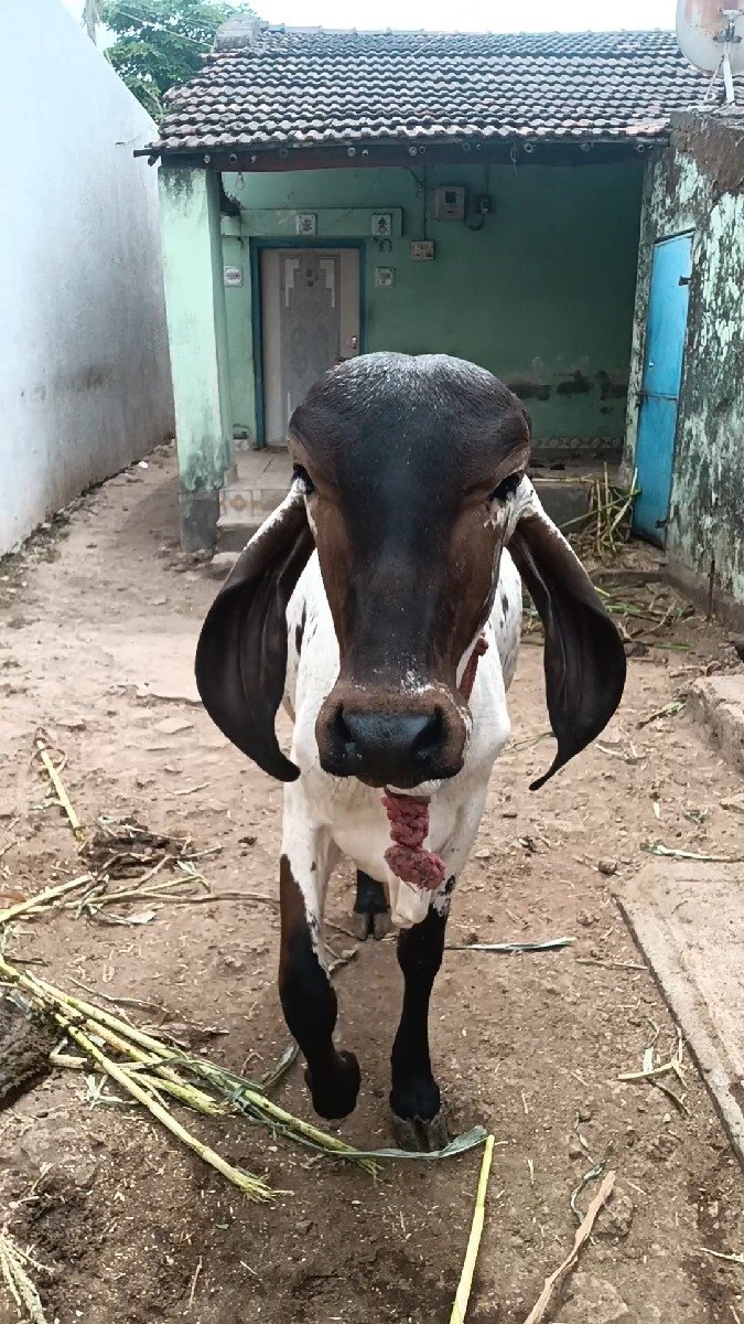 ગીર વાશડી છૅ