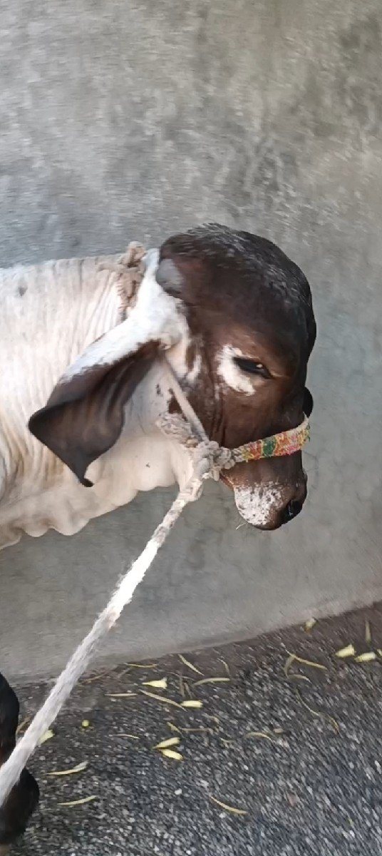 ગીર વાશડી છૅ