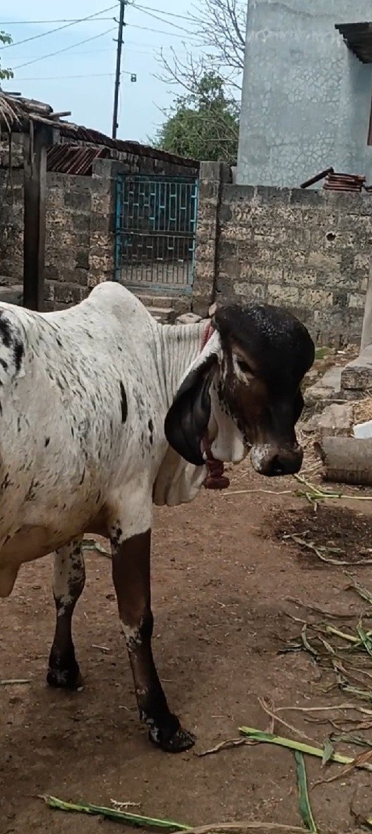 ગીર વાશડી છૅ