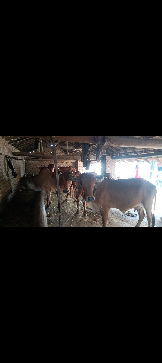 ગીર ગાયુ ના સાટા માં જર્સી