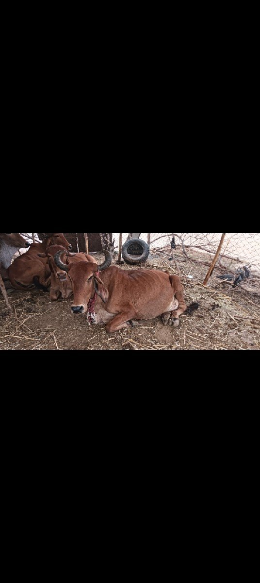 ગીર ગાયુ ના સાટા માં જર્સી