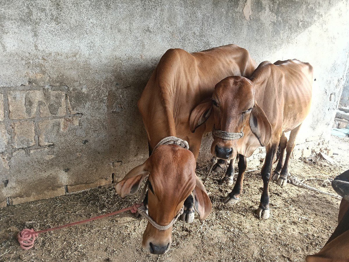 2 vachadi vechavani che.