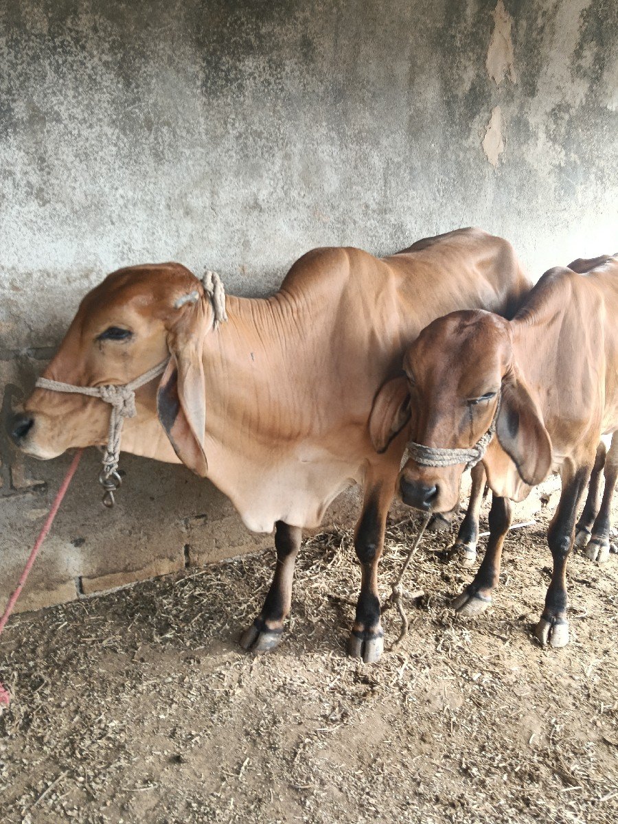 2 vachadi vechavani che.