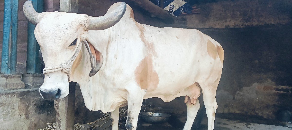ગાય વેચવાની છે