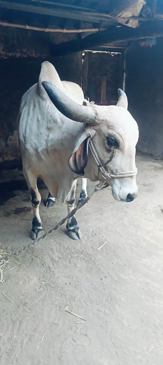 ગાય વેચવાની છે