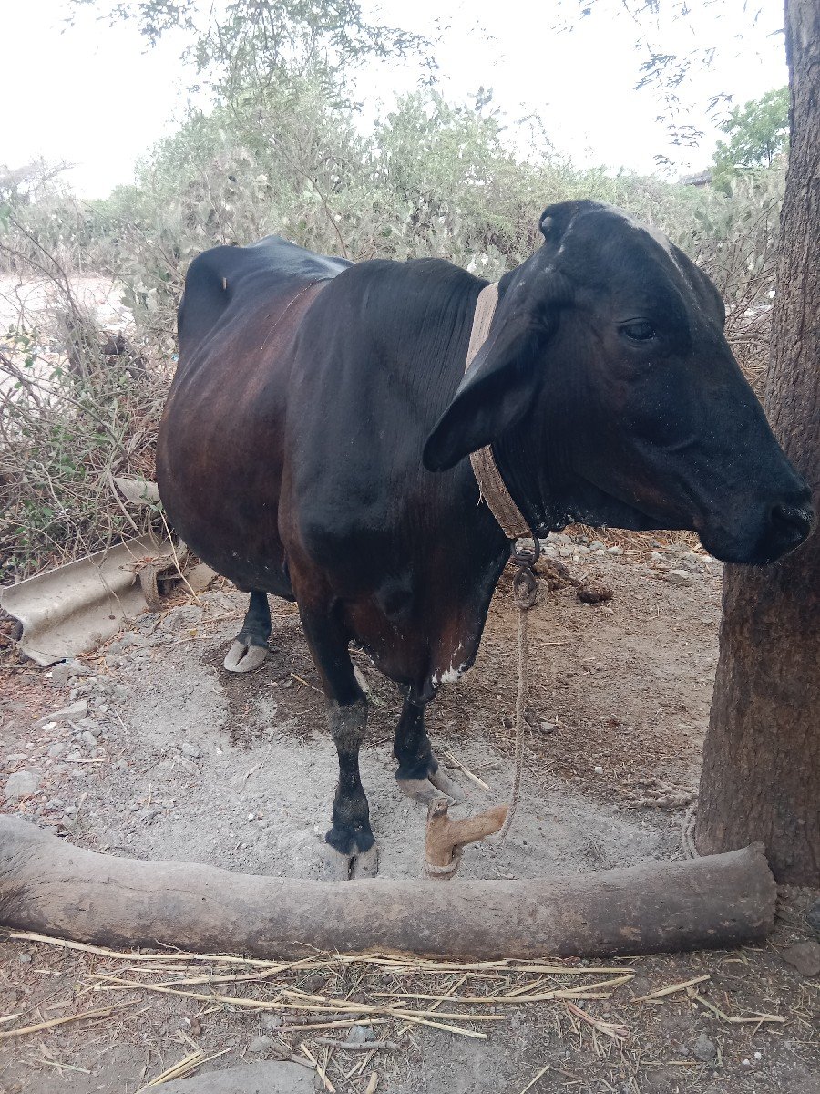 ગાય વેચવાની છે