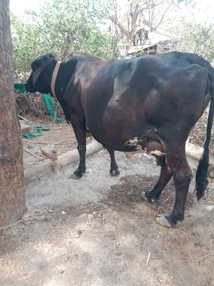 ગાય વેચવાની છે