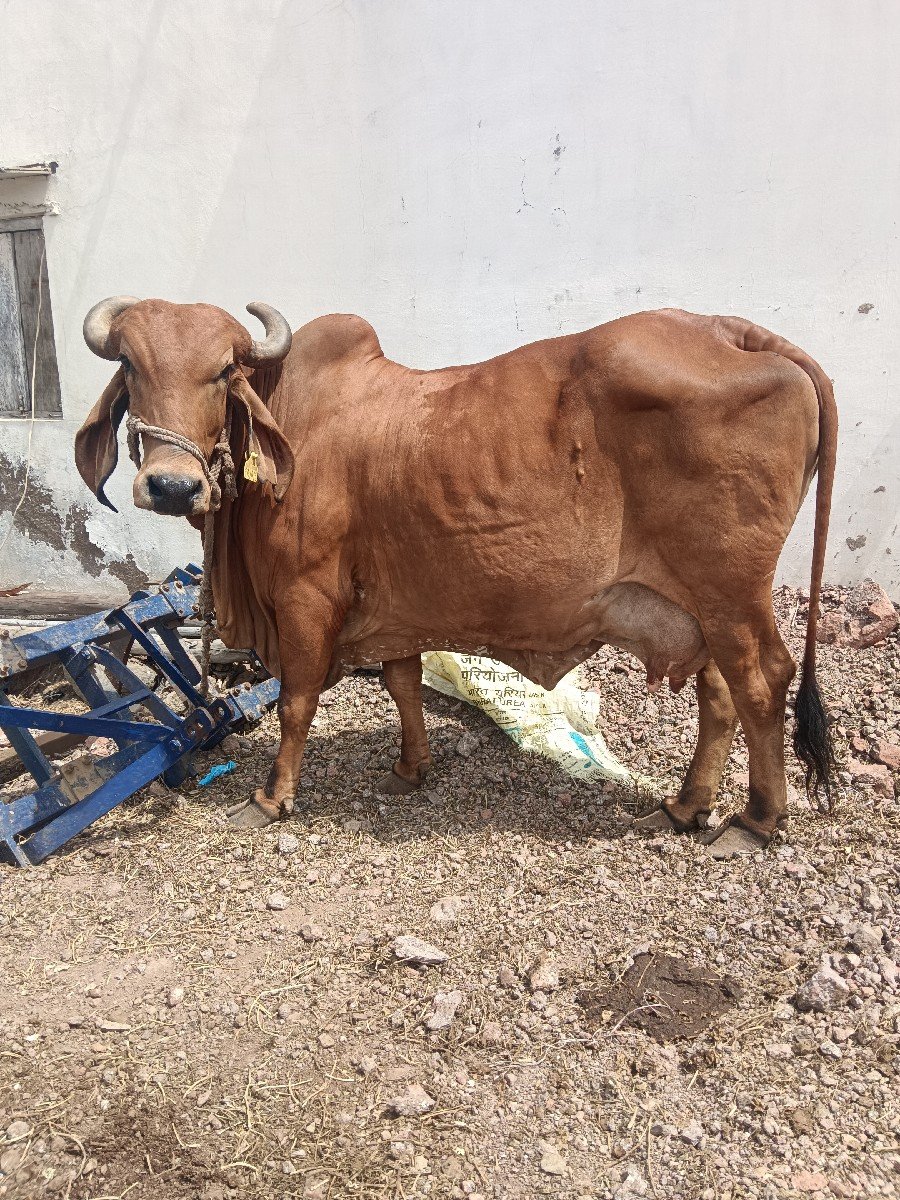ગાય વેચવાની છે