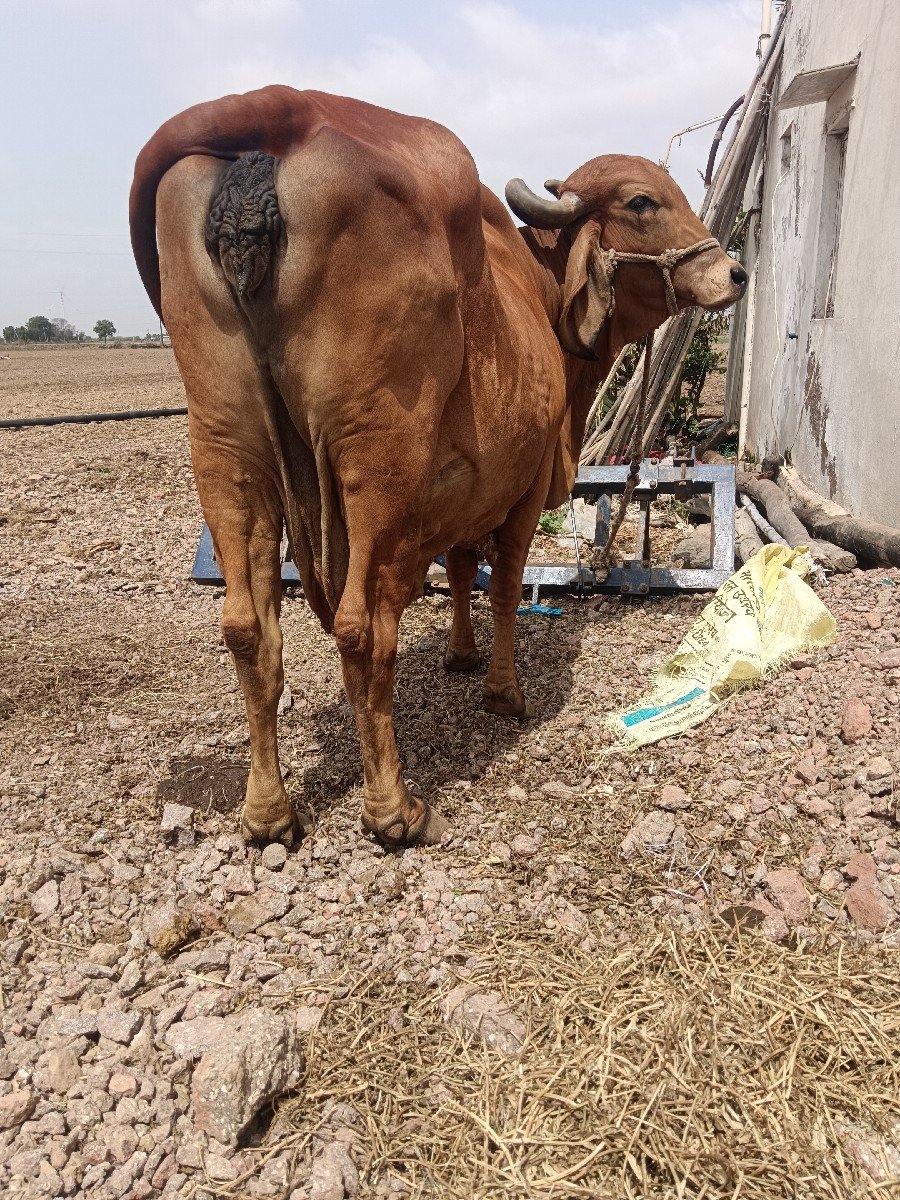 ગાય વેચવાની છે