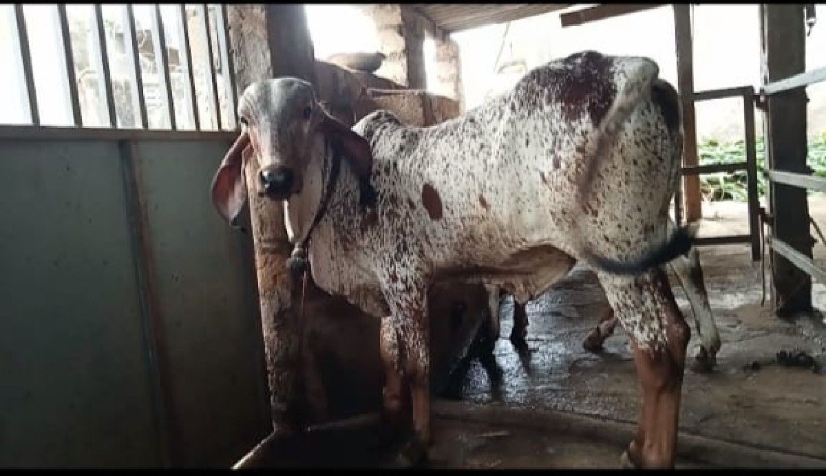બે વાશડી વેચવાની છે