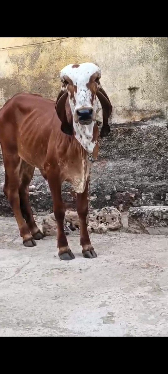 બે વાશડી વેચવાની છે
