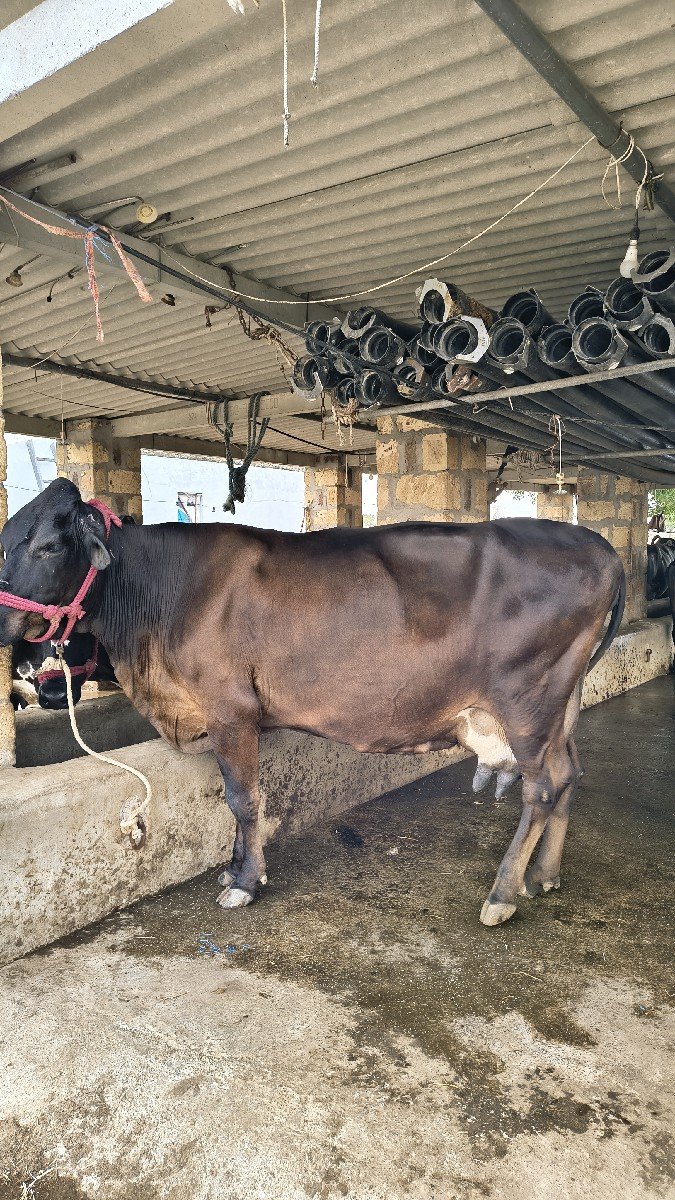 ગાય વેચવા ની છે આખો તબેલો જર્સી
