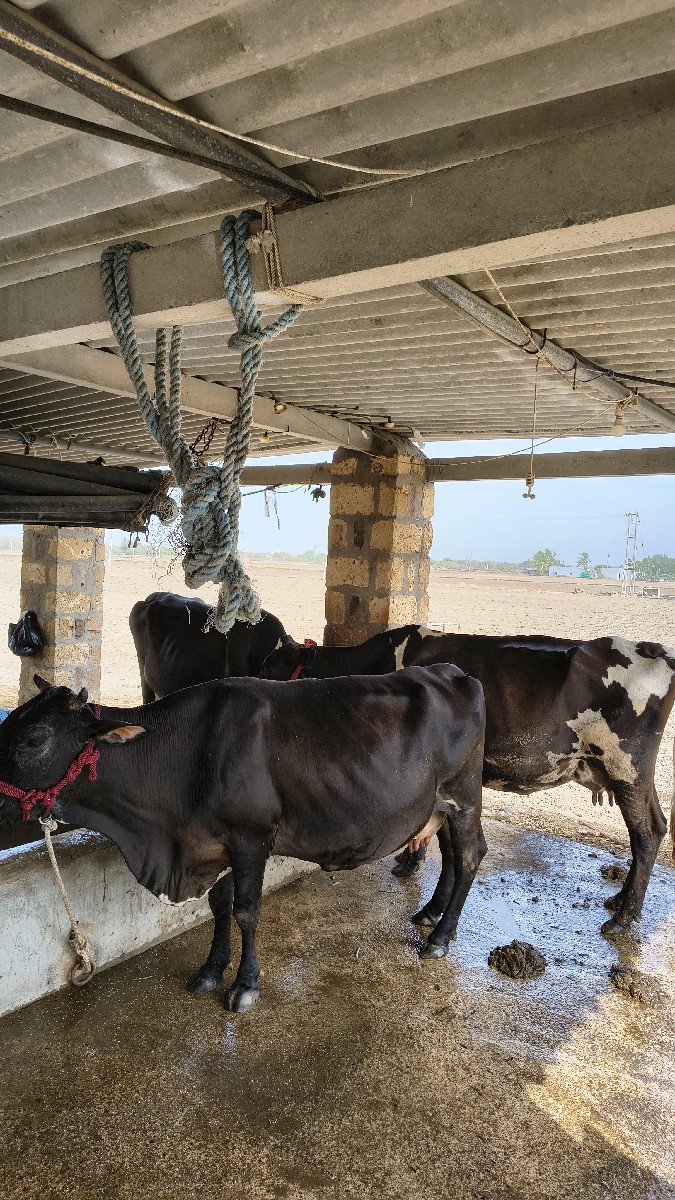 ગાય વેચવા ની છે આખો તબેલો જર્સી