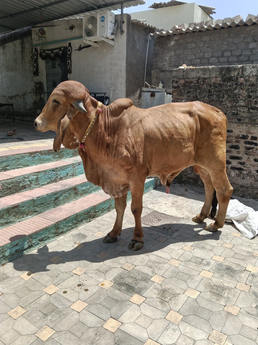 ગીર ખૂટ વેચવાનો છે