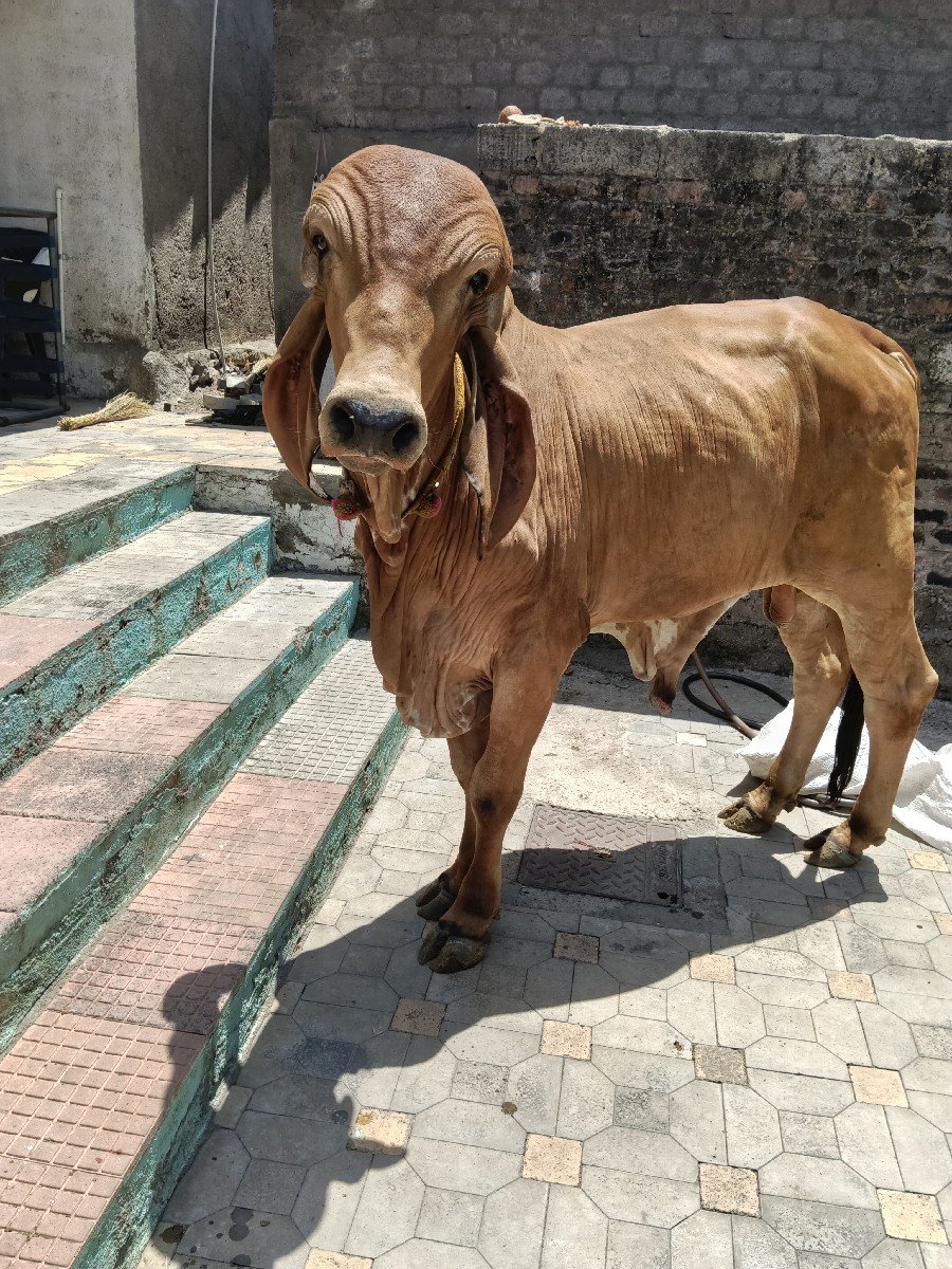 ગીર ખૂટ વેચવાનો છે