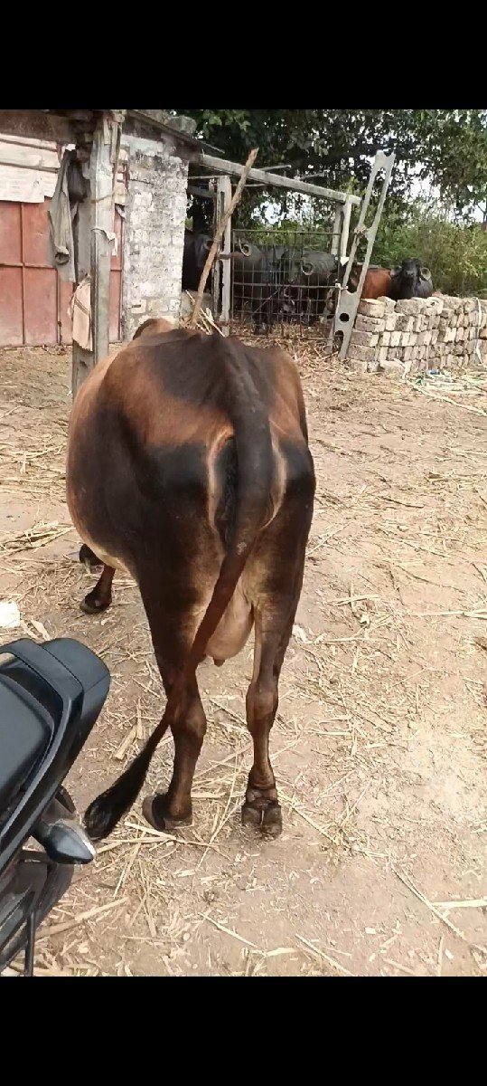 દેશી ગાય વેચવાની છે