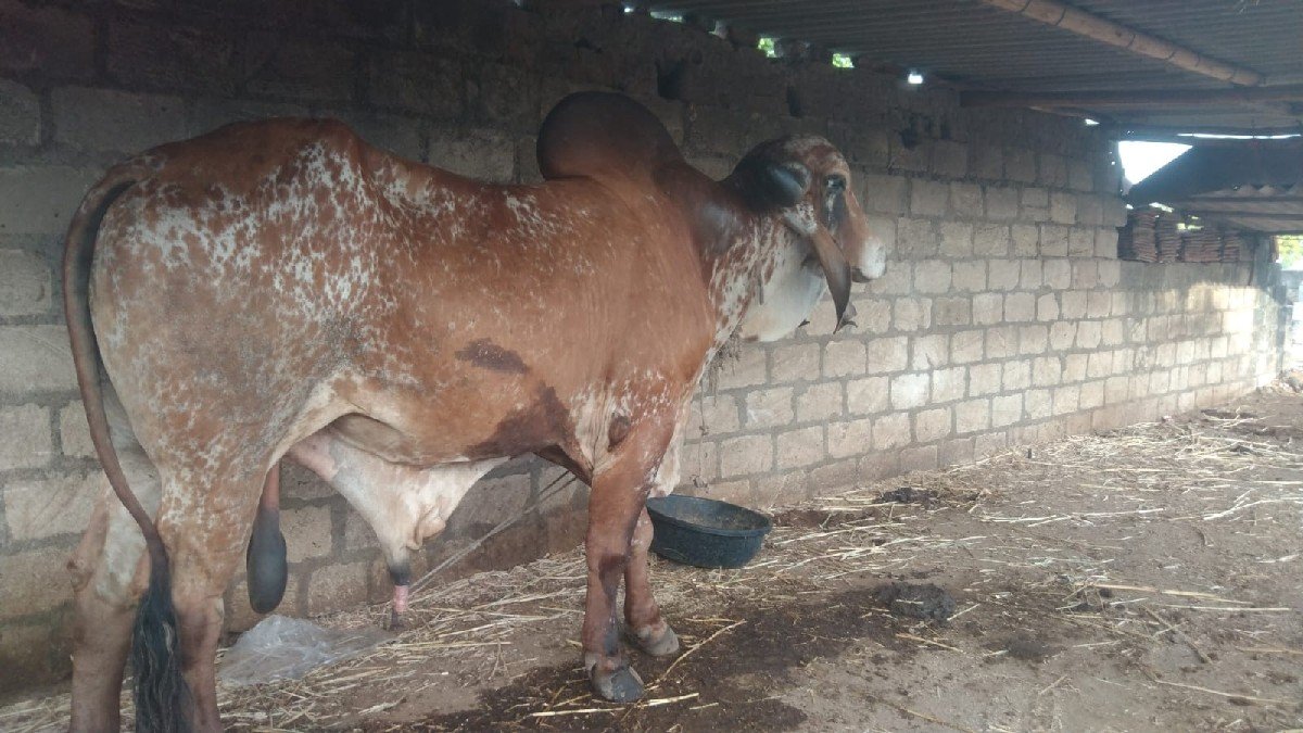 5 વર્ષ નો છે 9725450487