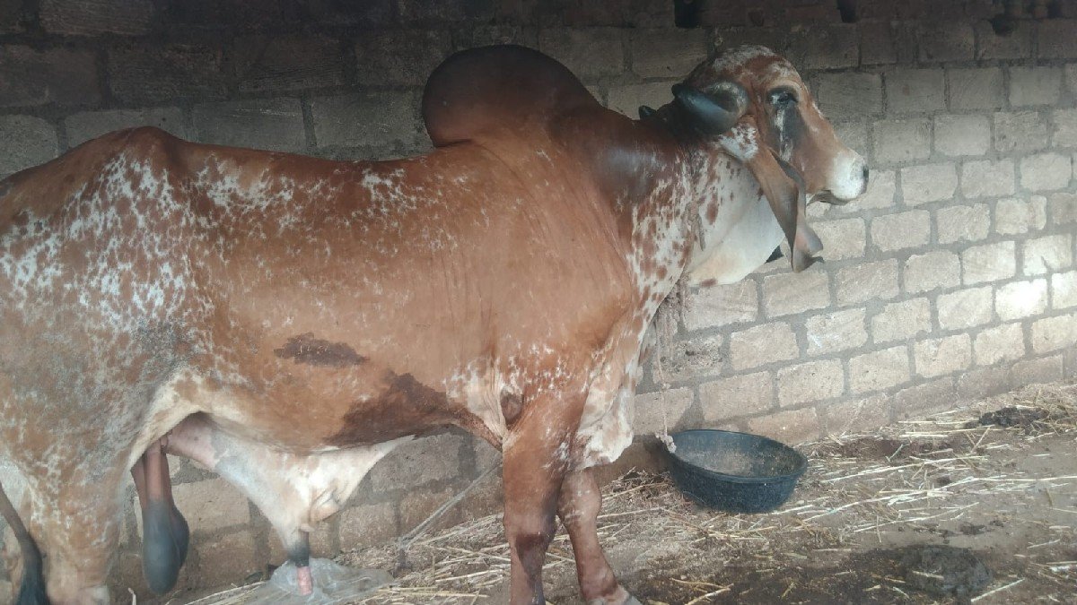 5 વર્ષ નો છે 9725450487