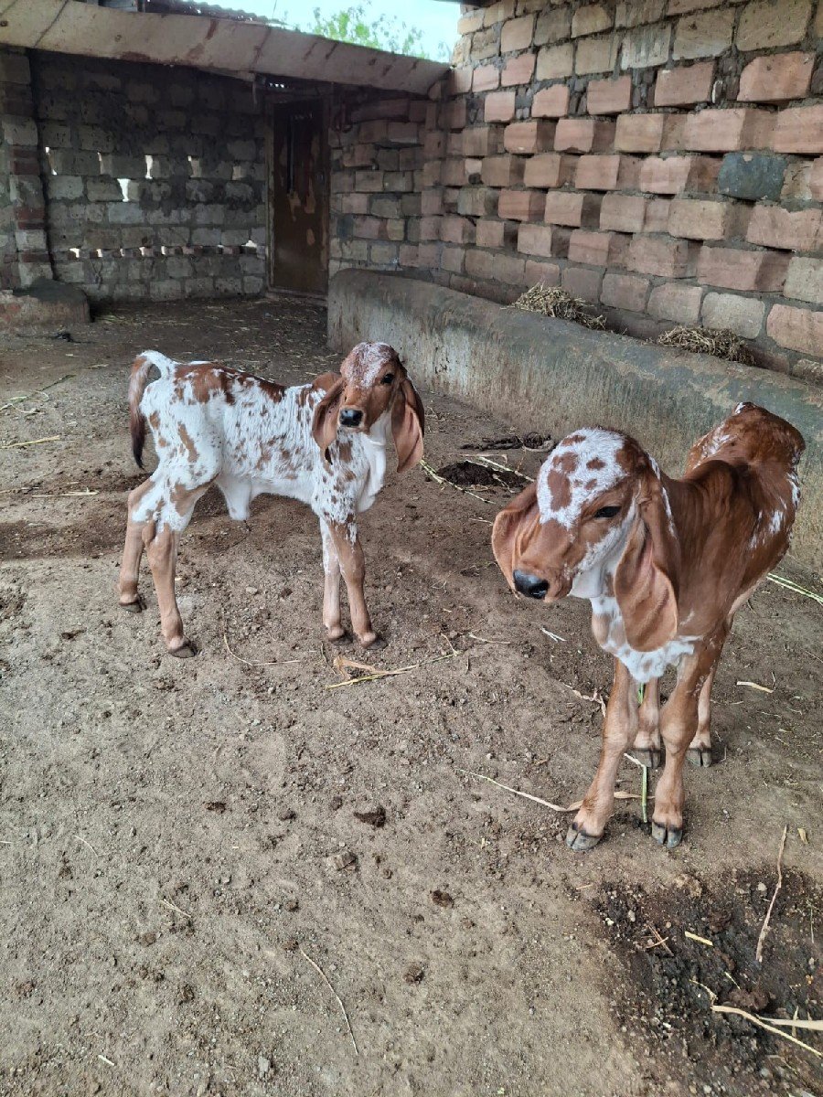 5 વર્ષ નો છે 9725450487