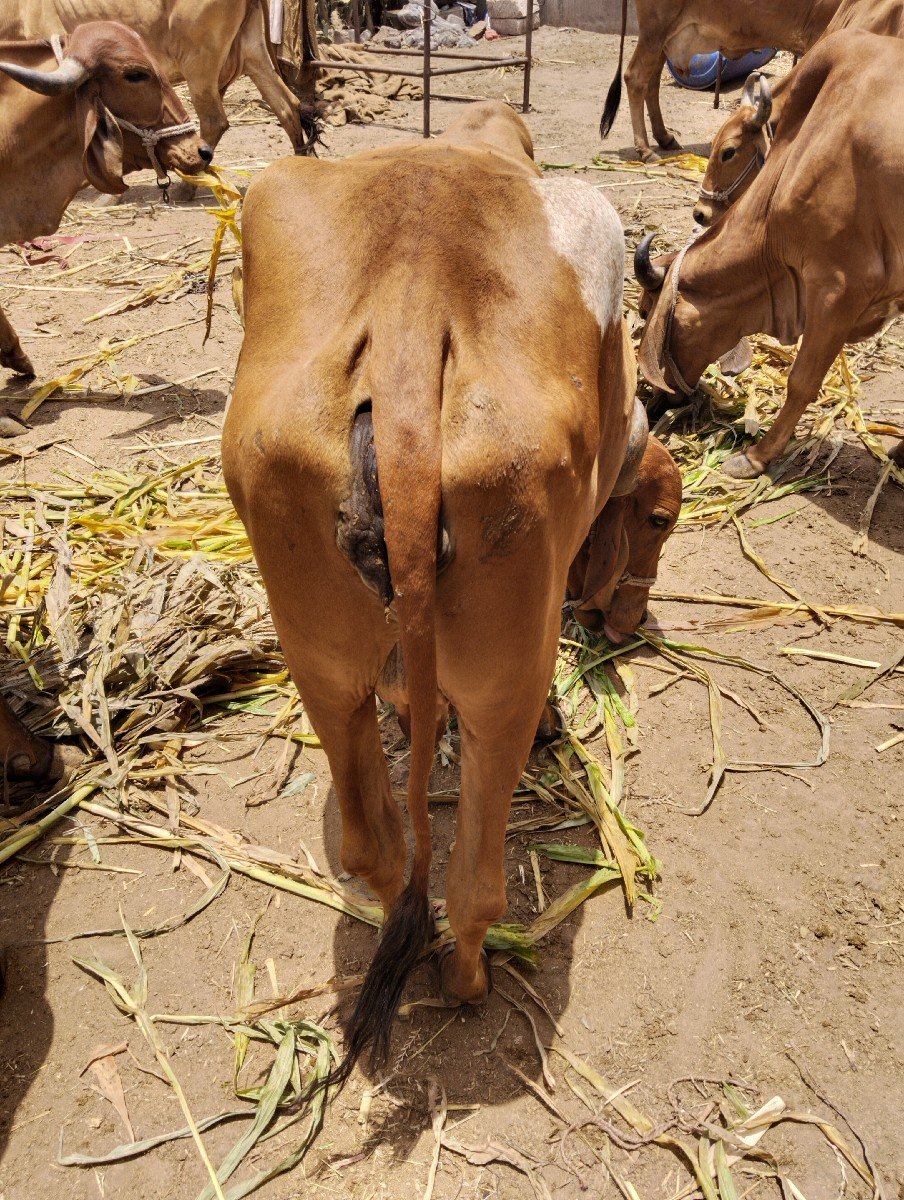 આ ગાય વેચવાની છે ૪+૪ દૂધ છે