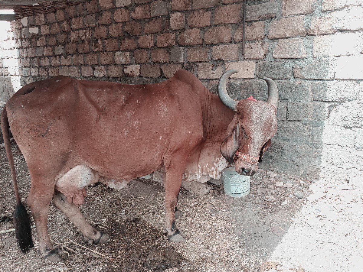 ગીર ગાય વેચવાની છે દસ દિવસની વિયાણી
