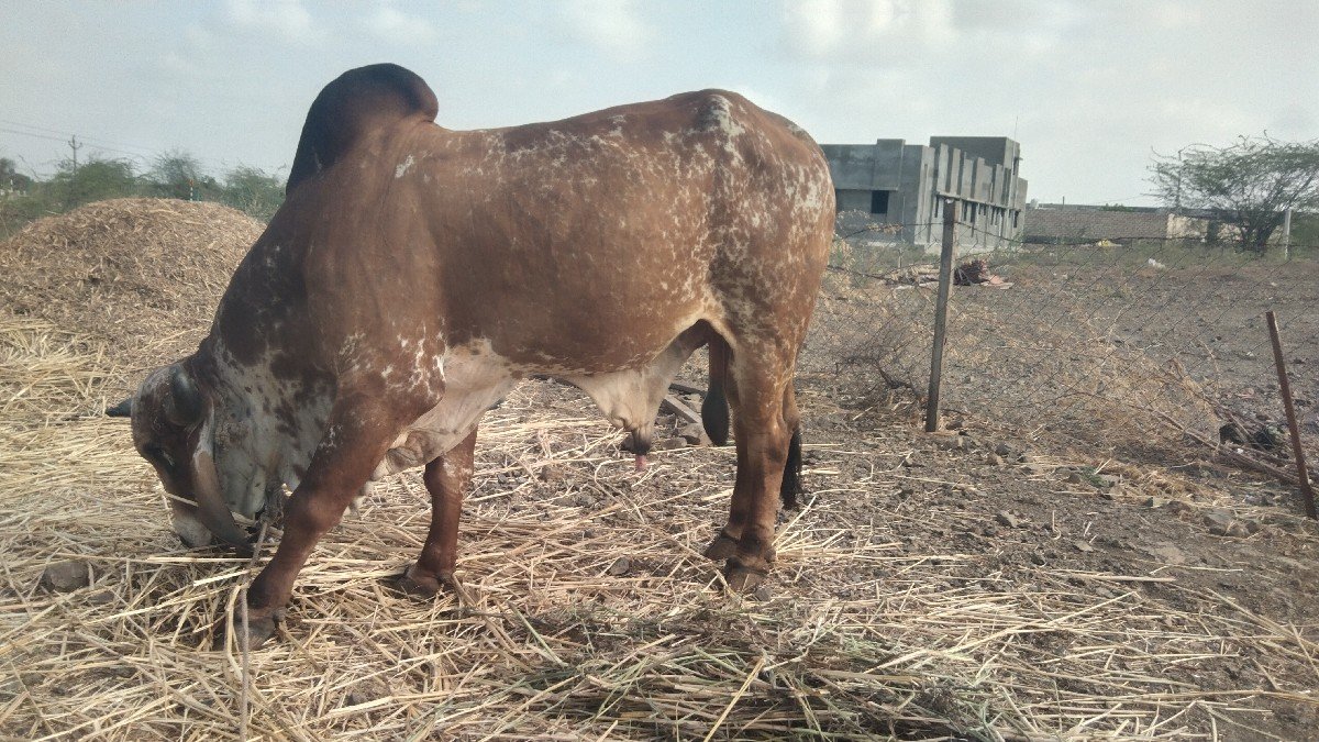 5 વર્ષ નો ખુટ વચવાનો છે