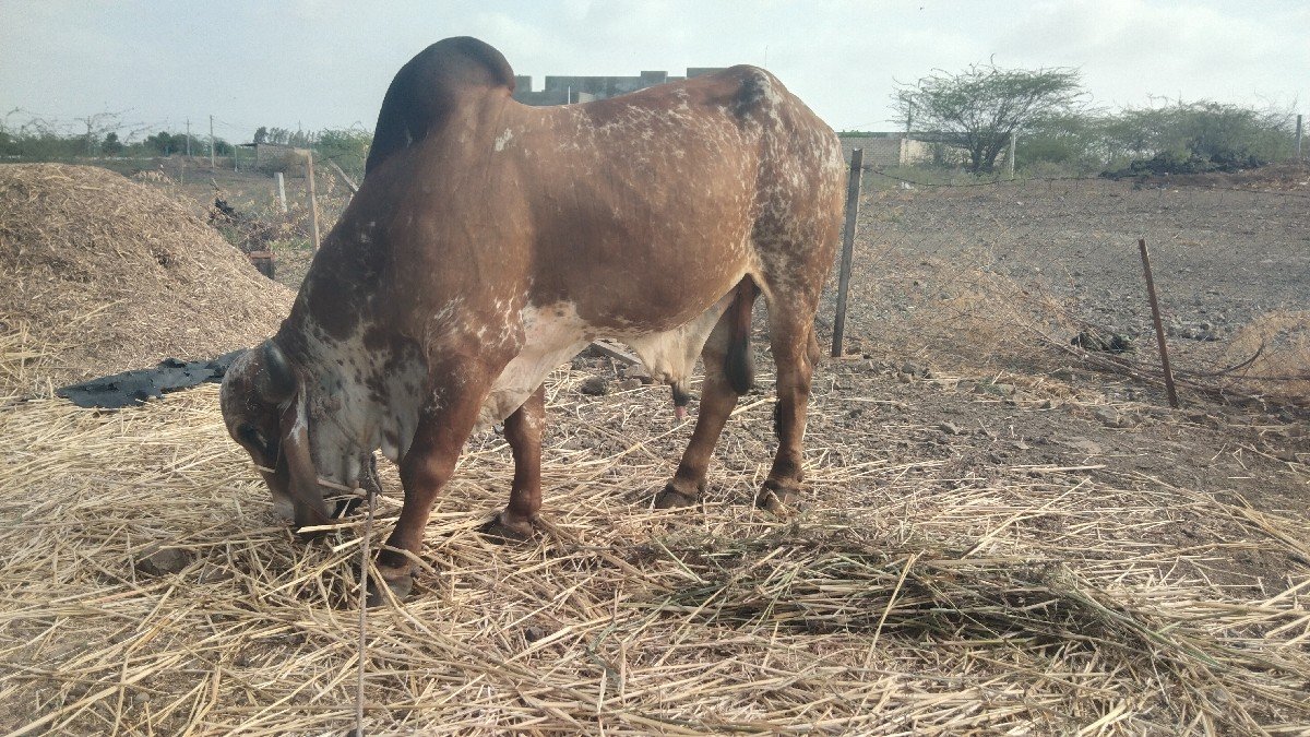 5 વર્ષ નો ખુટ વચવાનો છે
