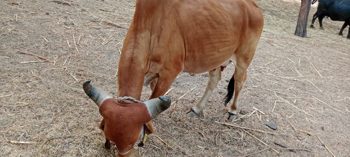 ગાય વેચવાની છે