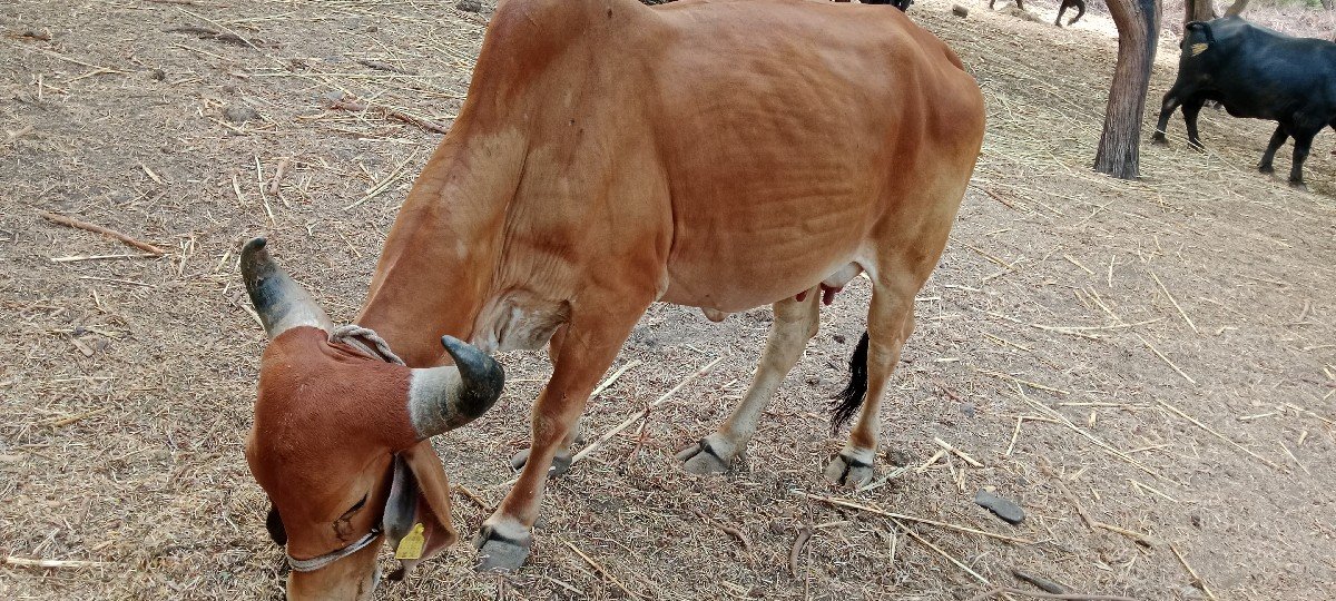 ગાય વેચવાની છે