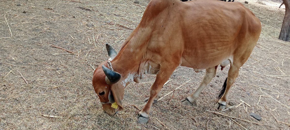 ગાય વેચવાની છે