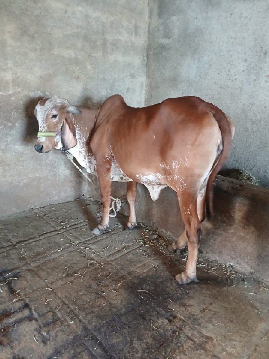 ગાય વેચવાની છે
