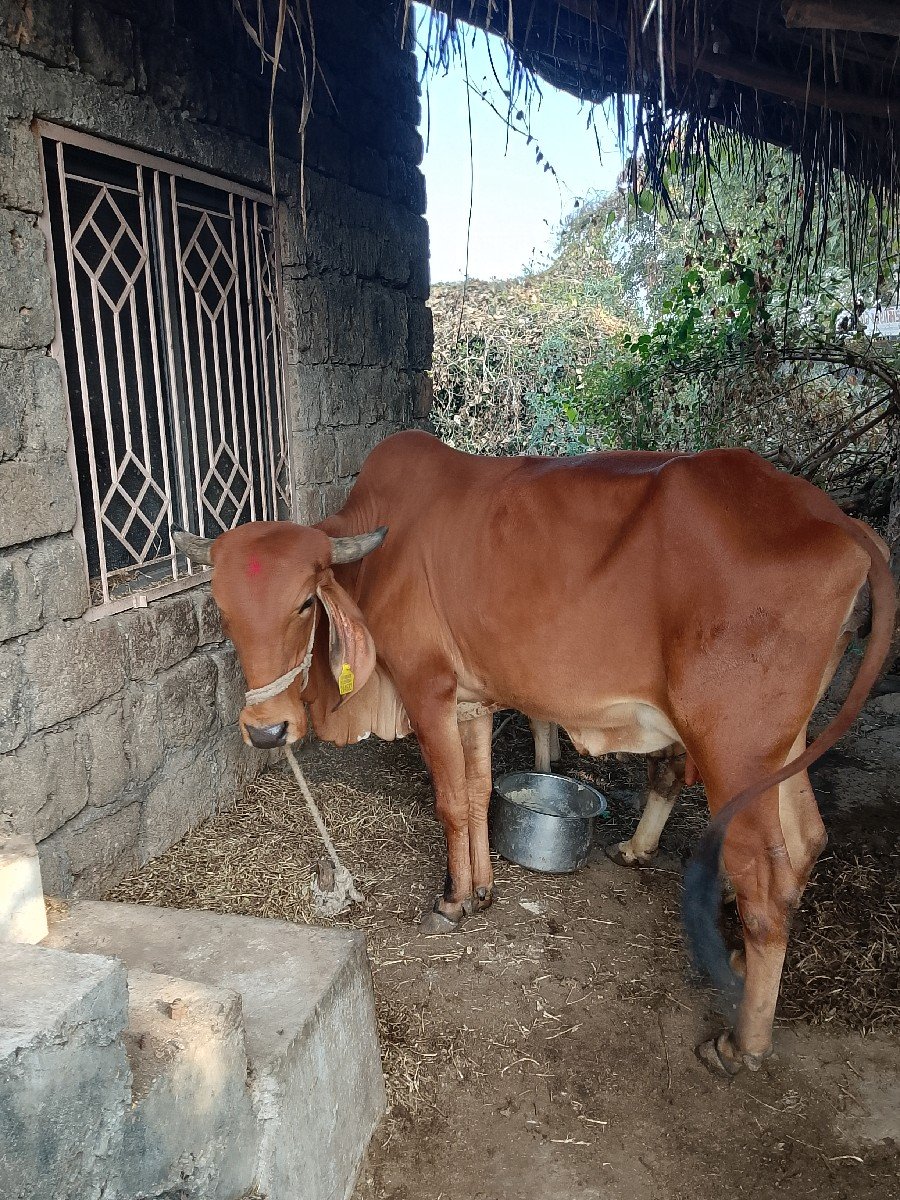 ગાય વેચવાની છે