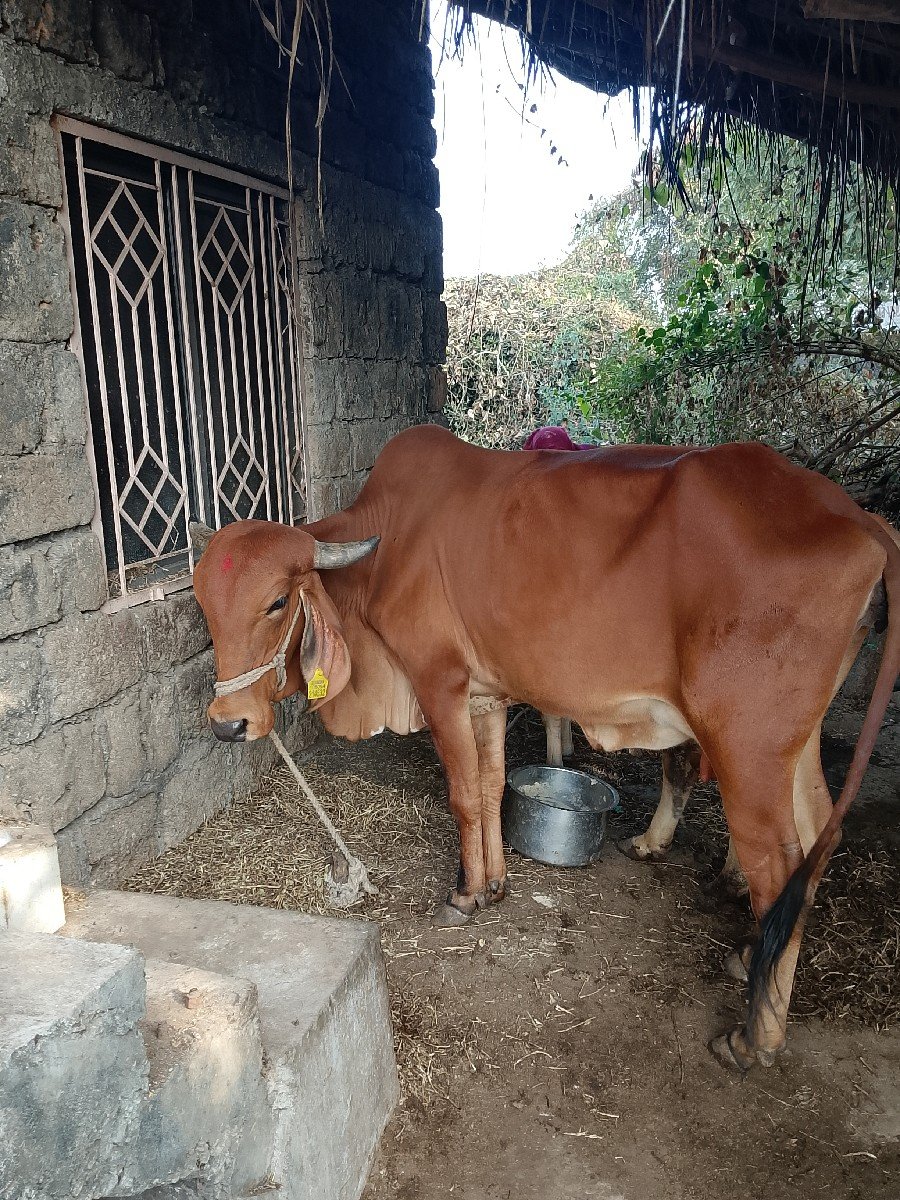 ગાય વેચવાની છે
