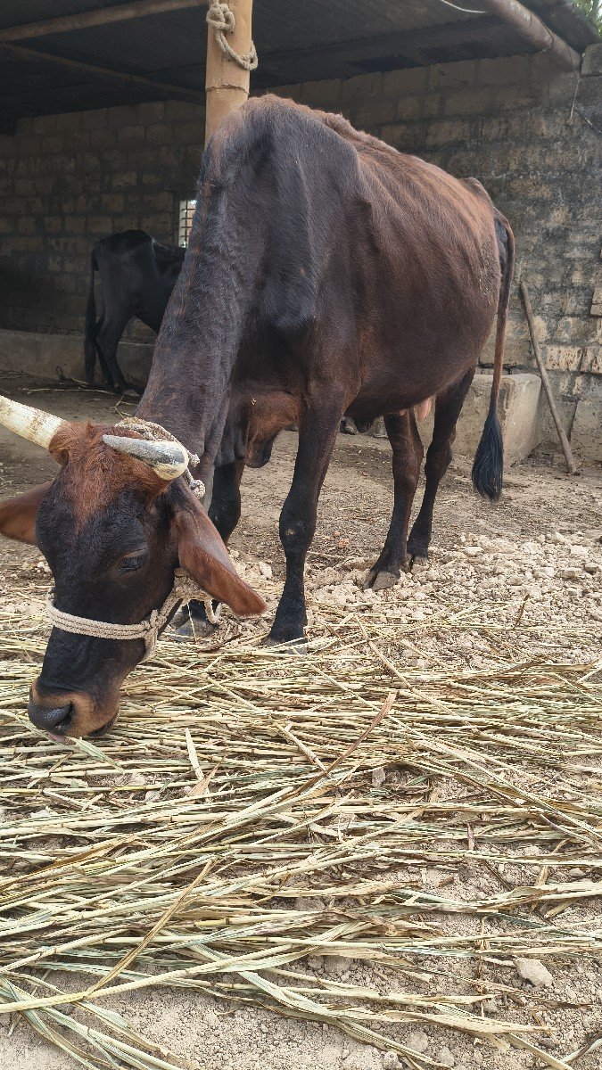 એચ. એફ. ગાય વેચવાની છે