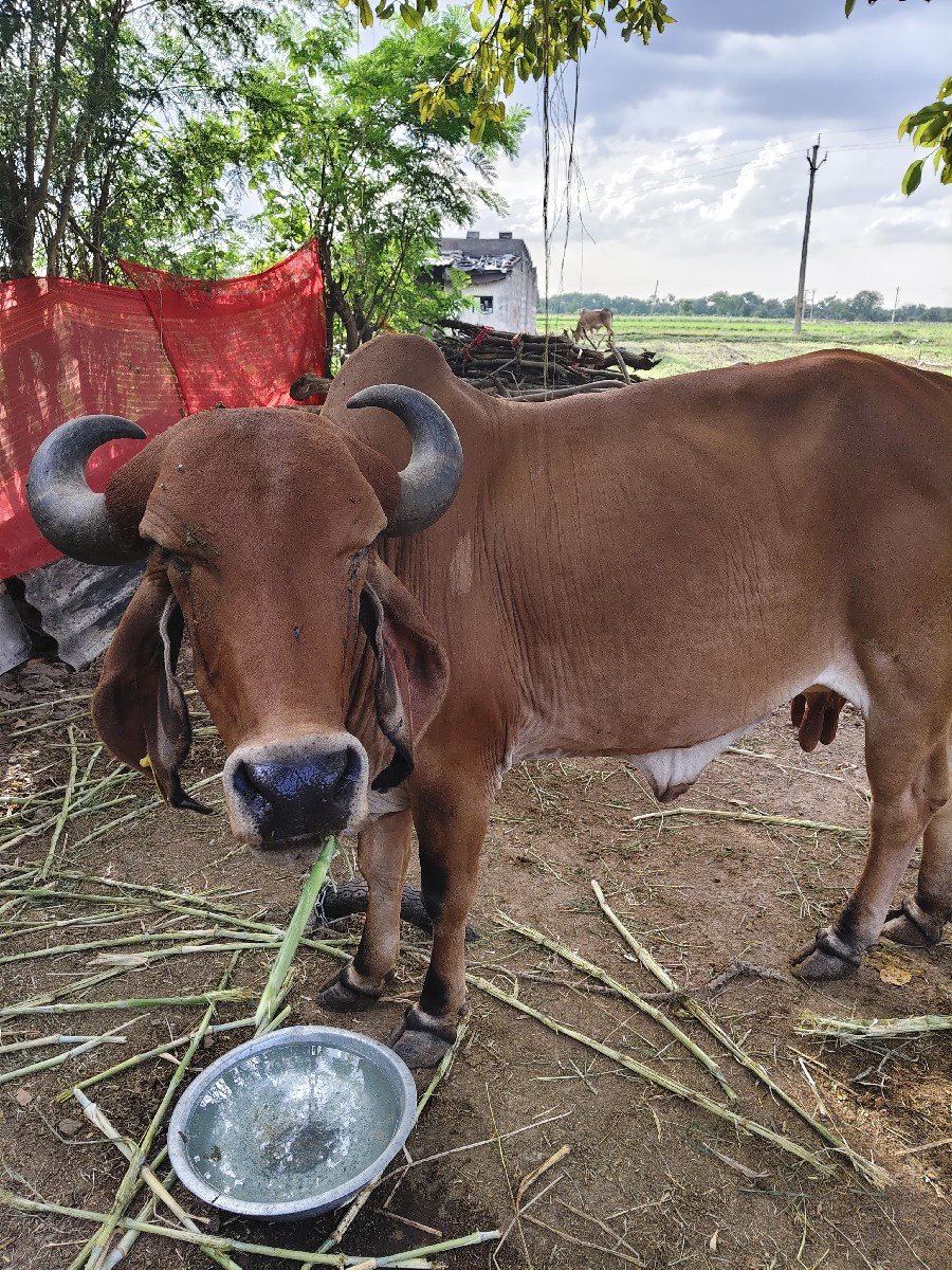 ગાય વેચવાની છે