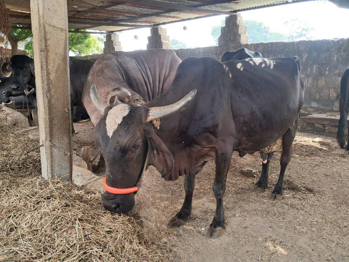 ગાય વેચવાની છે