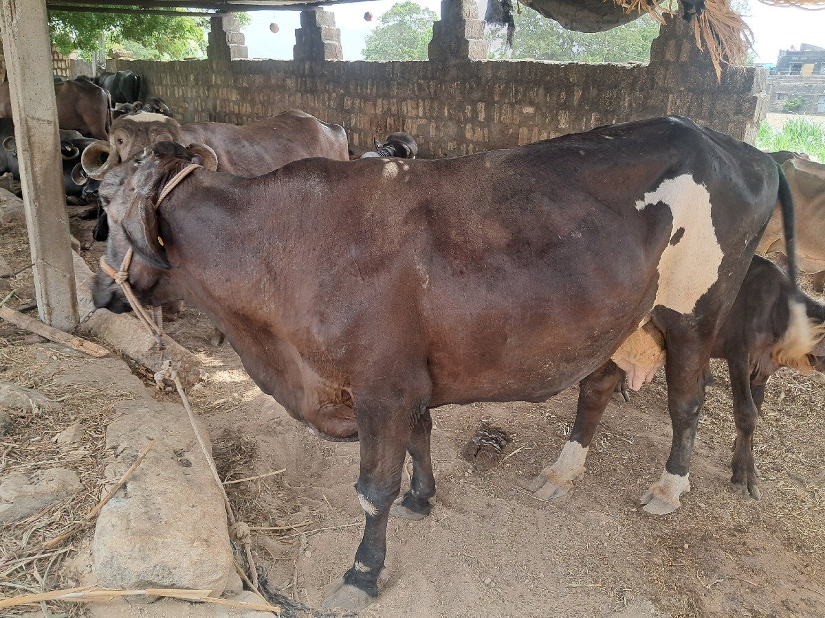 ગાય વેચવાની છે
