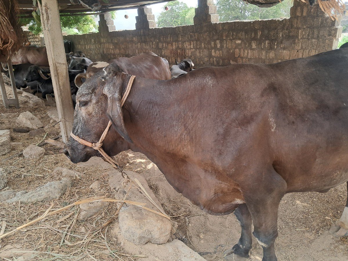 ગાય વેચવાની છે